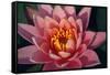 Pink Water Lily, Pink Lotus, Nymphaea Pubescens-yogesh more-Framed Stretched Canvas