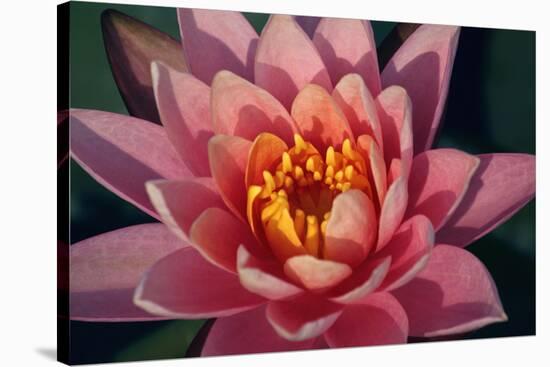 Pink Water Lily, Pink Lotus, Nymphaea Pubescens-yogesh more-Stretched Canvas