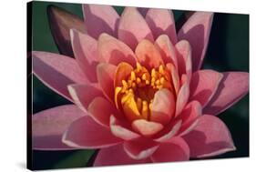 Pink Water Lily, Pink Lotus, Nymphaea Pubescens-yogesh more-Stretched Canvas