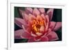 Pink Water Lily, Pink Lotus, Nymphaea Pubescens-yogesh more-Framed Photographic Print