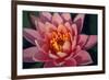 Pink Water Lily, Pink Lotus, Nymphaea Pubescens-yogesh more-Framed Photographic Print
