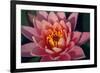 Pink Water Lily, Pink Lotus, Nymphaea Pubescens-yogesh more-Framed Photographic Print