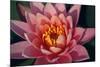 Pink Water Lily, Pink Lotus, Nymphaea Pubescens-yogesh more-Mounted Photographic Print