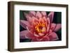 Pink Water Lily, Pink Lotus, Nymphaea Pubescens-yogesh more-Framed Photographic Print