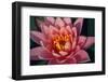 Pink Water Lily, Pink Lotus, Nymphaea Pubescens-yogesh more-Framed Photographic Print