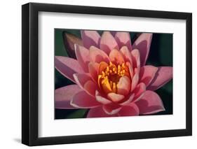 Pink Water Lily, Pink Lotus, Nymphaea Pubescens-yogesh more-Framed Photographic Print