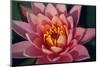 Pink Water Lily, Pink Lotus, Nymphaea Pubescens-yogesh more-Mounted Photographic Print