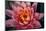 Pink Water Lily, Pink Lotus, Nymphaea Pubescens-yogesh more-Mounted Photographic Print