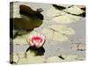 Pink Water Lily, Stanley Park, British Columbia, Canada-Paul Colangelo-Stretched Canvas