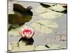 Pink Water Lily, Stanley Park, British Columbia, Canada-Paul Colangelo-Mounted Photographic Print