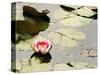 Pink Water Lily, Stanley Park, British Columbia, Canada-Paul Colangelo-Stretched Canvas