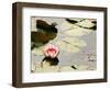 Pink Water Lily, Stanley Park, British Columbia, Canada-Paul Colangelo-Framed Photographic Print