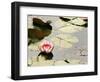 Pink Water Lily, Stanley Park, British Columbia, Canada-Paul Colangelo-Framed Photographic Print