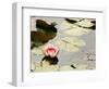 Pink Water Lily, Stanley Park, British Columbia, Canada-Paul Colangelo-Framed Photographic Print