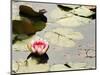 Pink Water Lily, Stanley Park, British Columbia, Canada-Paul Colangelo-Mounted Photographic Print