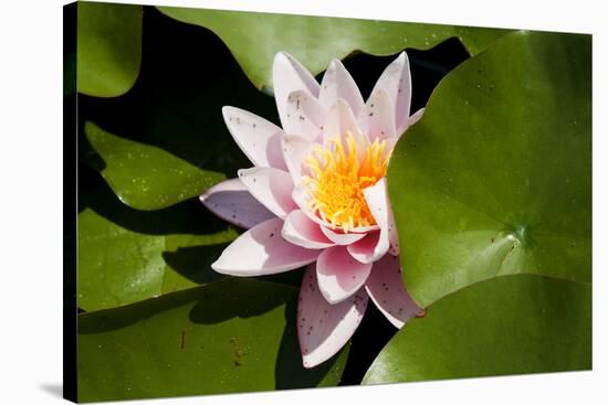 Pink Water-Lily. Water Lily Flower and Green Leafs.-maggee-Stretched Canvas