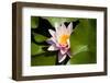 Pink Water-Lily. Water Lily Flower and Green Leafs.-maggee-Framed Photographic Print