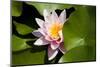 Pink Water-Lily. Water Lily Flower and Green Leafs.-maggee-Mounted Photographic Print