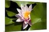 Pink Water-Lily. Water Lily Flower and Green Leafs.-maggee-Mounted Photographic Print