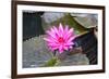 Pink Water Lily with Leaves Floating in the Pond.-happymay-Framed Photographic Print