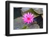 Pink Water Lily with Leaves Floating in the Pond.-happymay-Framed Photographic Print