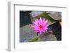 Pink Water Lily with Leaves Floating in the Pond.-happymay-Framed Photographic Print