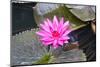 Pink Water Lily with Leaves Floating in the Pond.-happymay-Mounted Photographic Print