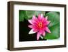 Pink Water Lily-tempestz-Framed Photographic Print