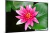 Pink Water Lily-tempestz-Mounted Photographic Print