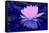 Pink Water Lily-Scott J. Davis-Framed Stretched Canvas