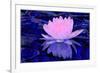 Pink Water Lily-Scott J. Davis-Framed Giclee Print