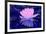Pink Water Lily-Scott J. Davis-Framed Giclee Print