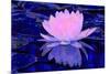 Pink Water Lily-Scott J. Davis-Mounted Giclee Print