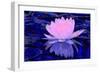 Pink Water Lily-Scott J. Davis-Framed Giclee Print