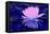 Pink Water Lily-Scott J. Davis-Framed Stretched Canvas