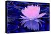 Pink Water Lily-Scott J. Davis-Stretched Canvas