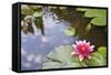 Pink Waterlily Flower Blooming in Koi Pond-jpldesigns-Framed Stretched Canvas