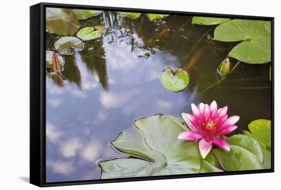 Pink Waterlily Flower Blooming in Koi Pond-jpldesigns-Framed Stretched Canvas