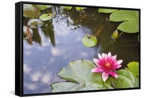 Pink Waterlily Flower Blooming in Koi Pond-jpldesigns-Framed Stretched Canvas