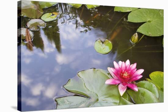 Pink Waterlily Flower Blooming in Koi Pond-jpldesigns-Stretched Canvas
