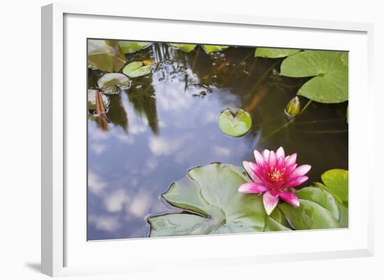 Pink Waterlily Flower Blooming in Koi Pond-jpldesigns-Framed Photographic Print