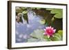 Pink Waterlily Flower Blooming in Koi Pond-jpldesigns-Framed Photographic Print