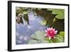 Pink Waterlily Flower Blooming in Koi Pond-jpldesigns-Framed Photographic Print