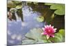 Pink Waterlily Flower Blooming in Koi Pond-jpldesigns-Mounted Photographic Print