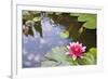 Pink Waterlily Flower Blooming in Koi Pond-jpldesigns-Framed Photographic Print