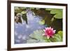 Pink Waterlily Flower Blooming in Koi Pond-jpldesigns-Framed Photographic Print