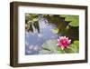 Pink Waterlily Flower Blooming in Koi Pond-jpldesigns-Framed Photographic Print