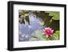 Pink Waterlily Flower Blooming in Koi Pond-jpldesigns-Framed Photographic Print