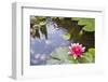 Pink Waterlily Flower Blooming in Koi Pond-jpldesigns-Framed Photographic Print