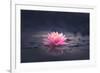 Pink Waterlily or Lotus Flower in Pond-null-Framed Photographic Print